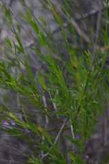 Bouchea linifolia