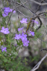 Bouchea linifolia