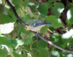 Cyanistes caeruleus