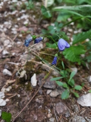 Campanula cochleariifolia