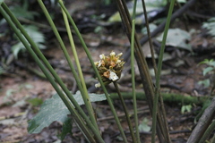 Goeppertia inocephala