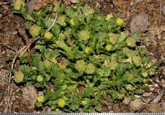 Brachyscome goniocarpa