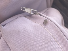 Sciocoris homalonotus