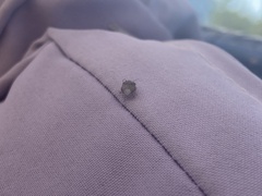 Sciocoris homalonotus