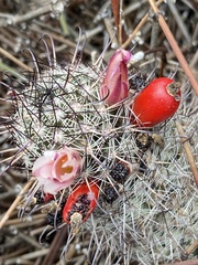 Mammillaria hutchisoniana louisae