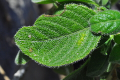 Ruellia asperula