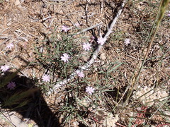 Stephanomeria lactucina