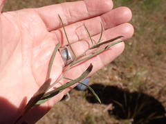Stephanomeria lactucina