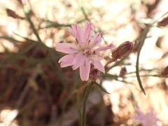 Stephanomeria lactucina