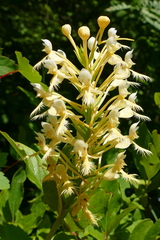Platanthera × bicolor