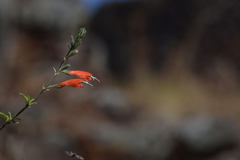 Salvia oppositiflora