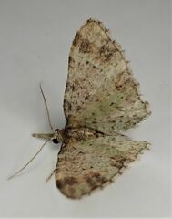 Pasiphila plinthina