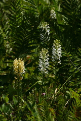 Platanthera × bicolor