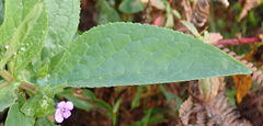 Teedia lucida