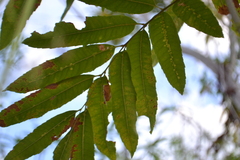 Thouinidium decandrum