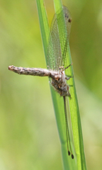 Ululodes macleayanus