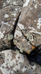 Ramalina siliquosa