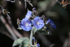 Jacquemontia pentanthos