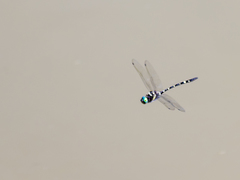 Macromia