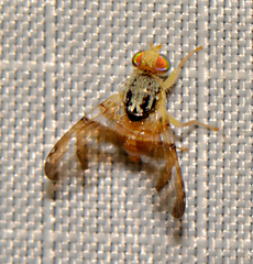 Procecidocharoides penelope