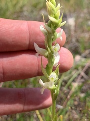 Spiranthes romanzoffiana