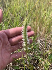 Spiranthes romanzoffiana