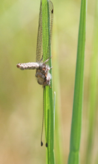 Ululodes macleayanus