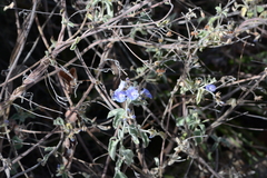 Jacquemontia pentanthos