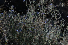 Jacquemontia pentanthos