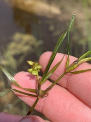 Potamogeton hillii