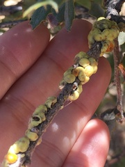 Cerococcus quercus
