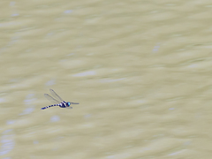 Macromia