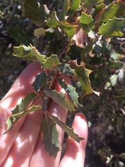 Cerococcus quercus