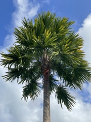 Saribus rotundifolius