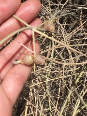 Scutellaria mexicana
