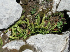 Asplenium viride image