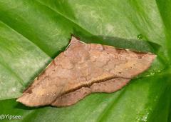Hypospila bolinoides