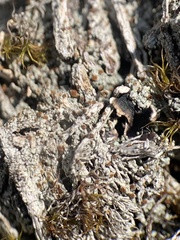 Bryoplaca sinapisperma