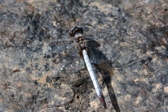 Macrothemis griseofrons