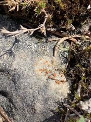 Protoblastenia rupestris