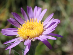 Symphyotrichum molle