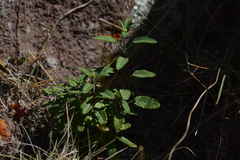 Salvia oppositiflora