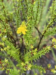 Hypericum tenuifolium