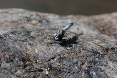 Macrothemis griseofrons