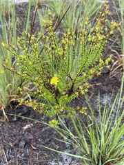 Hypericum tenuifolium