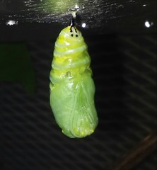 Danaus plexippus
