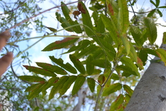 Thouinidium decandrum