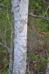 Thouinidium decandrum