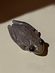 Scinax nasicus