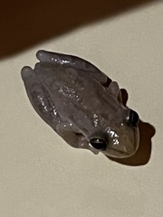 Scinax nasicus
